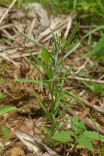 Image of Gamochaeta calviceps by (c) 如此甚好, some rights reserved (CC BY)