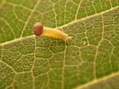 Hestina assimilis formosana