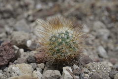 Mammillaria rekoi
