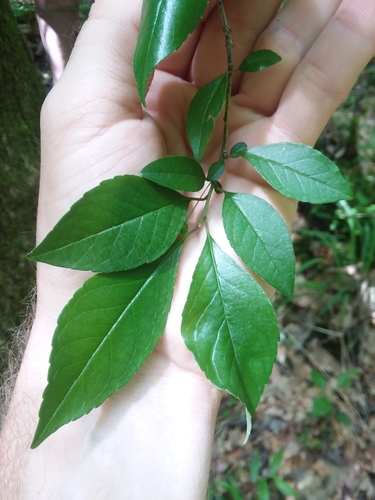 Image of Ilex longipes by (c) Will McFarland, some rights reserved (CC BY)
