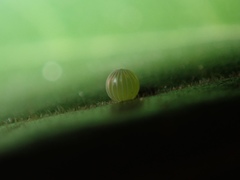 Hestina assimilis formosana