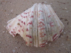 Hippopus hippopus