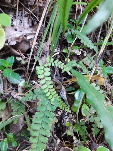 Image of Adiantum diaphanum by (c) Angus Campbell, some rights reserved (CC BY)