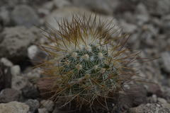 Mammillaria rekoi