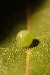 Hestina assimilis formosana
