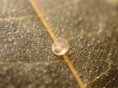 Hestina assimilis formosana