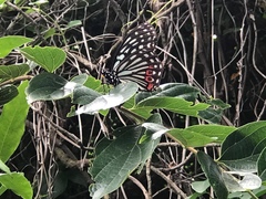 Hestina assimilis formosana