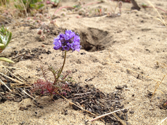 Gilia capitata chamissonis