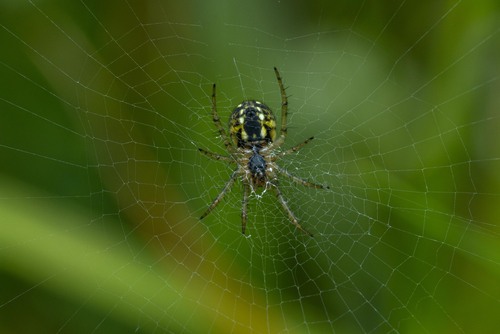 Cricket-bat Orbweaver