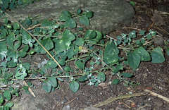 Chenopodium trigonon trigonon