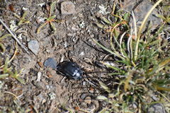 Pilobalia