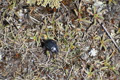 Pilobalia