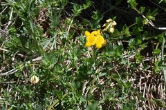 Lotus corniculatus corniculatus