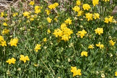 Lotus corniculatus corniculatus