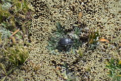 Pilobalia