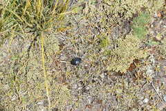 Pilobalia