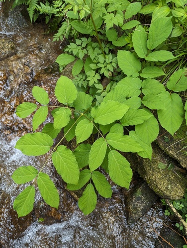 Aralia continentalis