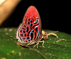 Paralaxita damajanti