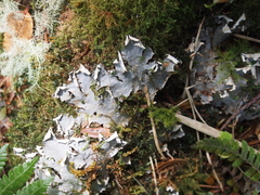 Peltigeraceae