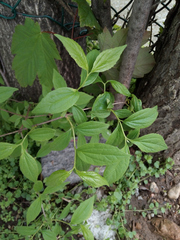 Philadelphus coronarius
