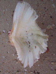 Hippopus hippopus