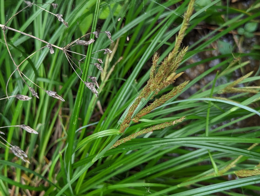 Carex rubrobrunnea (Carex rubrobrunnea)