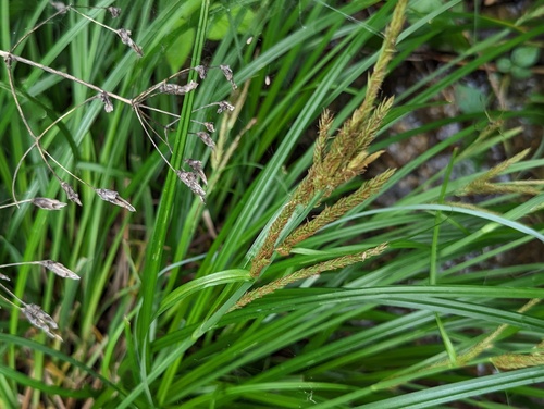 Carex rubrobrunnea