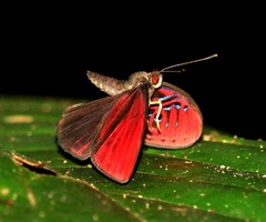 Paralaxita damajanti