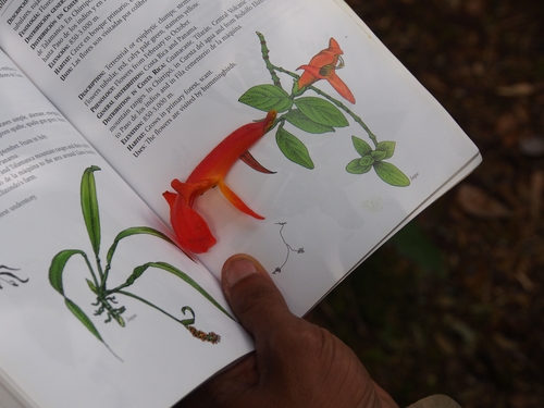 Columnea magnifica, photograph 5