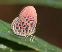 Paralaxita damajanti