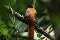 Cinnamon-Rumped Trogon photo 2