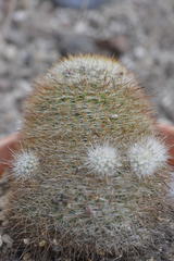 Mammillaria nunezii