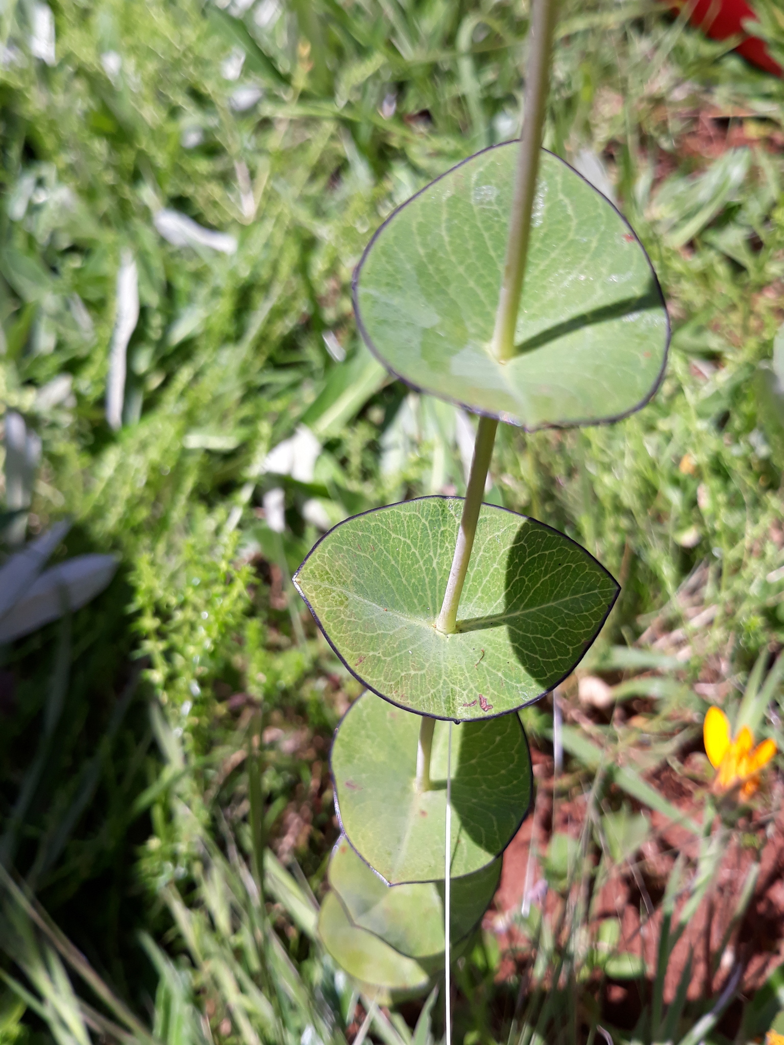 Hypericum connatum