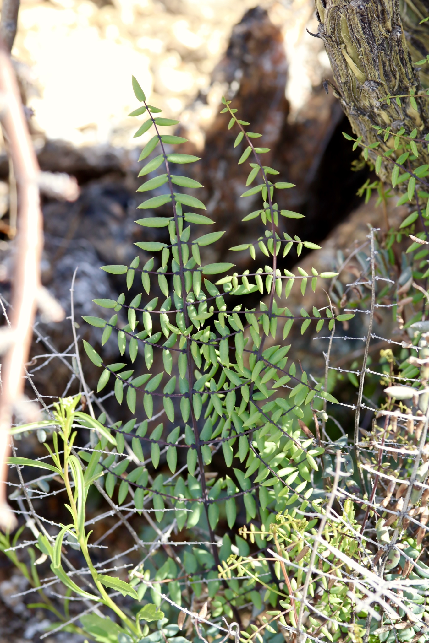 Pellaea truncata