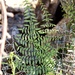 Spiny Cliff-Brake - Photo (c) Fluff Berger, some rights reserved (CC BY-SA), uploaded by Fluff Berger