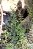 Spiny Cliff-Brake - Photo (c) Fluff Berger, some rights reserved (CC BY-SA), uploaded by Fluff Berger