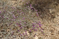Dalea pulchra