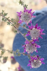 Dalea pulchra