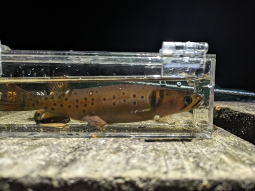 Spotted galaxias (Galaxias truttaceus) — Galaxiidae — 5