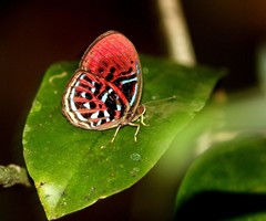Paralaxita orphna