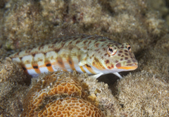 Latticed Sandperch photo 2
