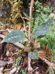 Goodyera