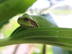 Hyla japonica