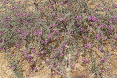 Dalea pulchra