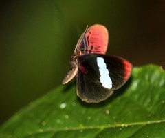 Paralaxita orphna