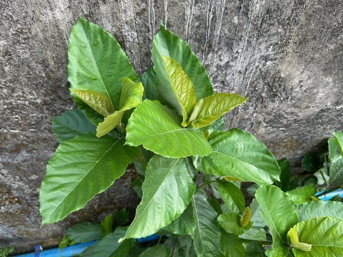 Image of Ficus nota by (c) Forest Botial-Jarvis, some rights reserved (CC BY)