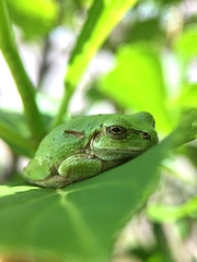 Hyla japonica