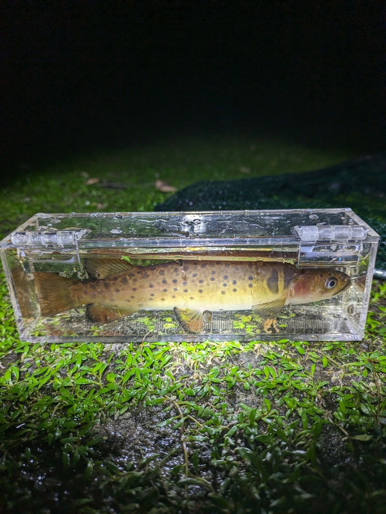 Gevlekte galaxie (Galaxias truttaceus) — Galaxiidae