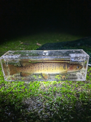 Spotted galaxias (Galaxias truttaceus) — Galaxiidae