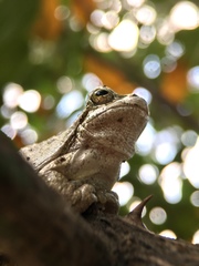 Hyla japonica
